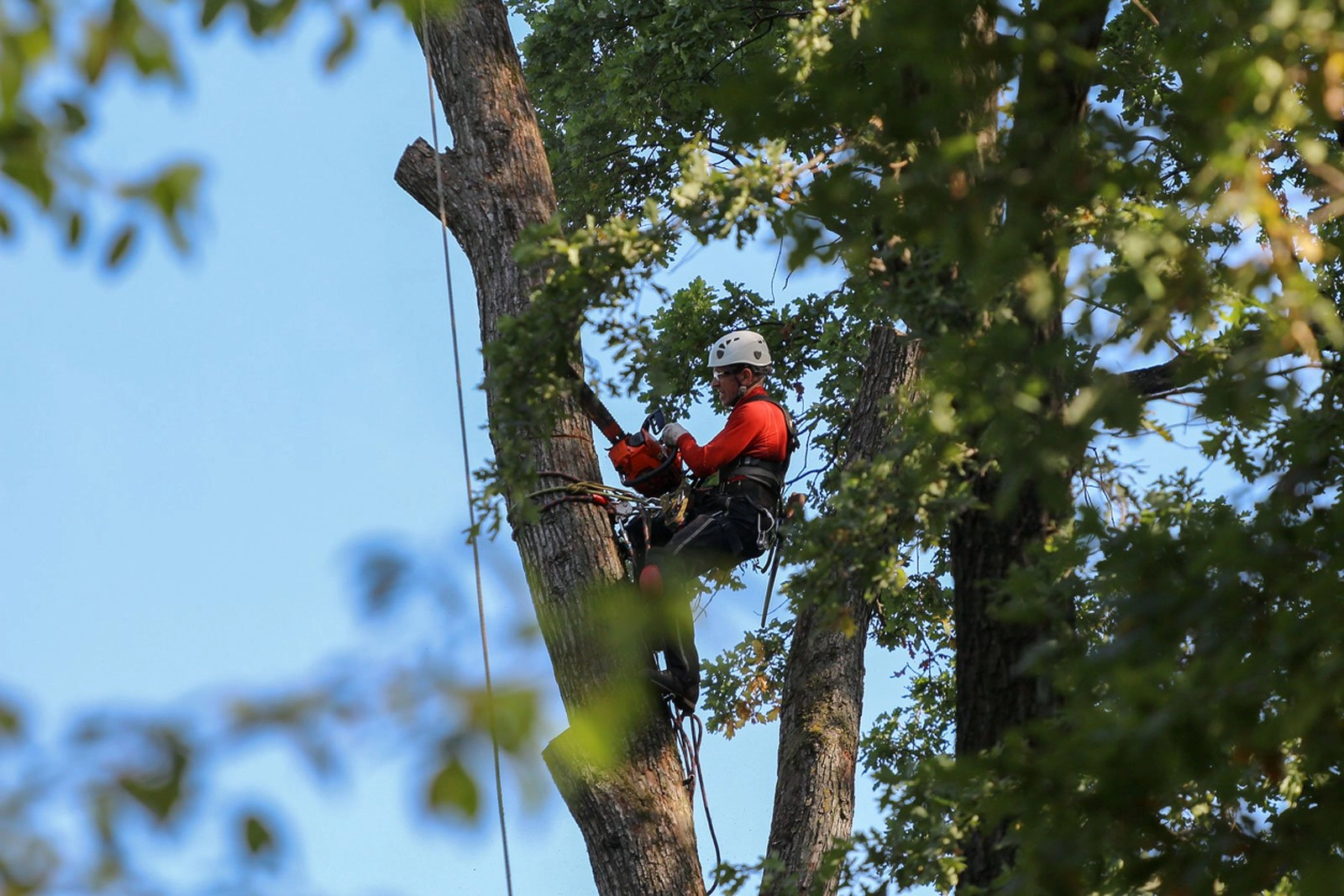 Tree-Removal